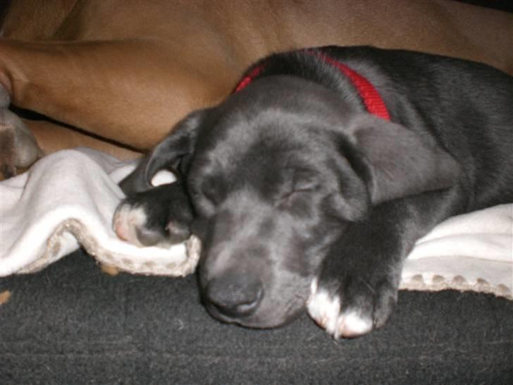 Blanding af racer Pepsi billede 6