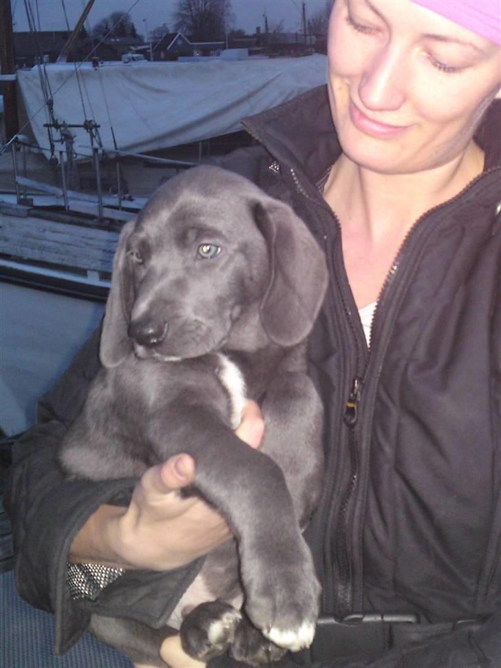 Blanding af racer Pepsi - det var da min nye mor så mig første gang billede 7