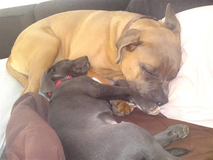 Blanding af racer Pepsi - Aaahhh!! billede 8