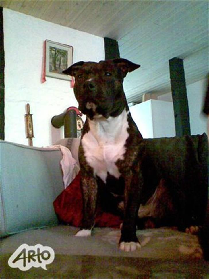 Amerikansk staffordshire terrier Rocky - Stolte hund ..  billede 10