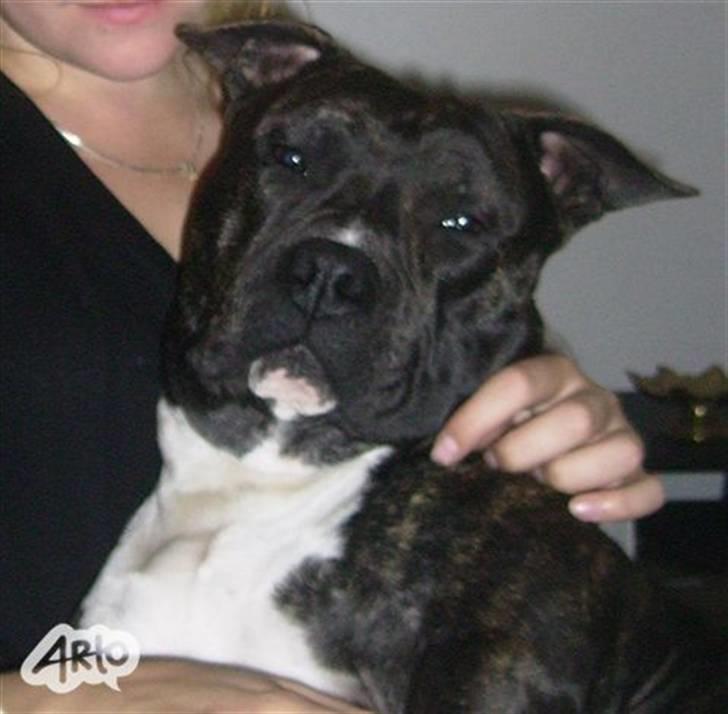 Amerikansk staffordshire terrier Rocky - Mors Trætte dreng . Ligger og putter i mine arme :) billede 11