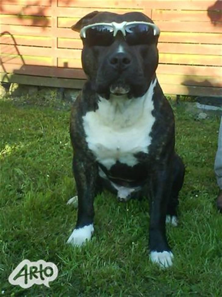 Amerikansk staffordshire terrier Rocky - Er han da lige smart 8D billede 12