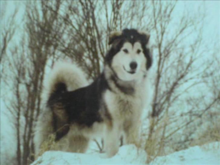 Alaskan malamute Freja  *himmelhund* - står lige på en bakke og nyder udsigten  billede 12