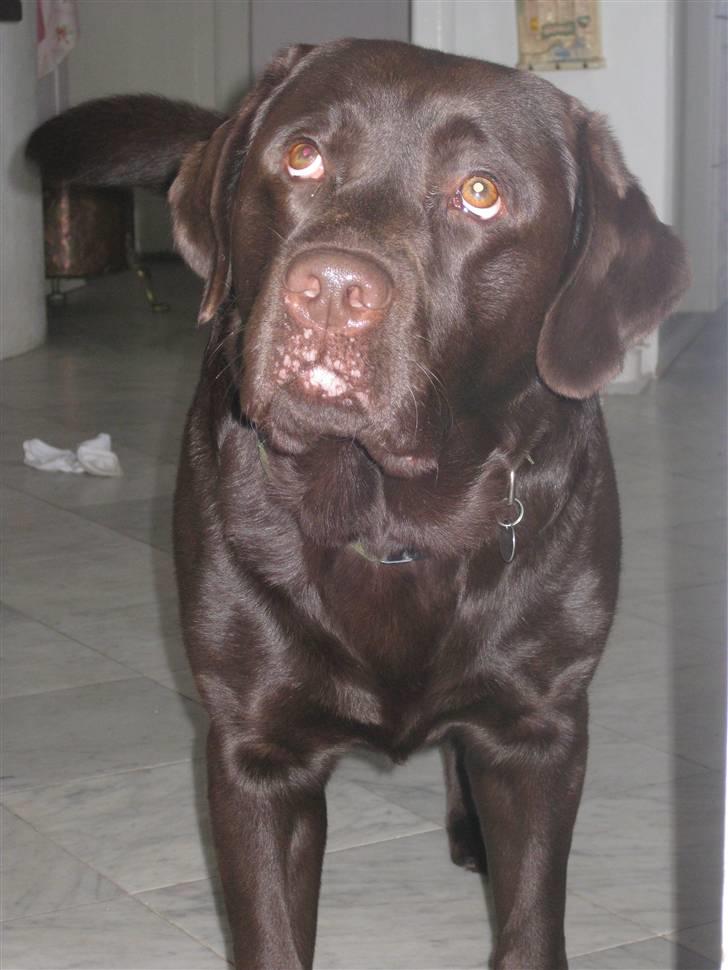 Labrador retriever Rudi (Viktorias)  billede 14