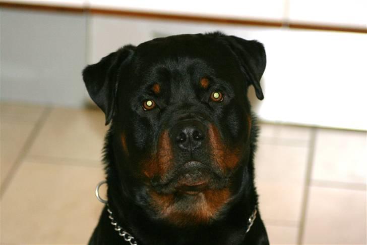 Rottweiler Fattiggården´s Memphis billede 20