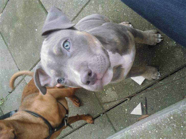 Amerikansk staffordshire terrier Capone( R.I.P) billede 10