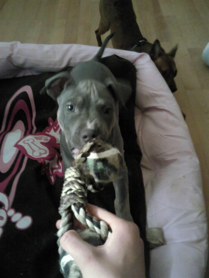 Amerikansk staffordshire terrier Capone( R.I.P) billede 11