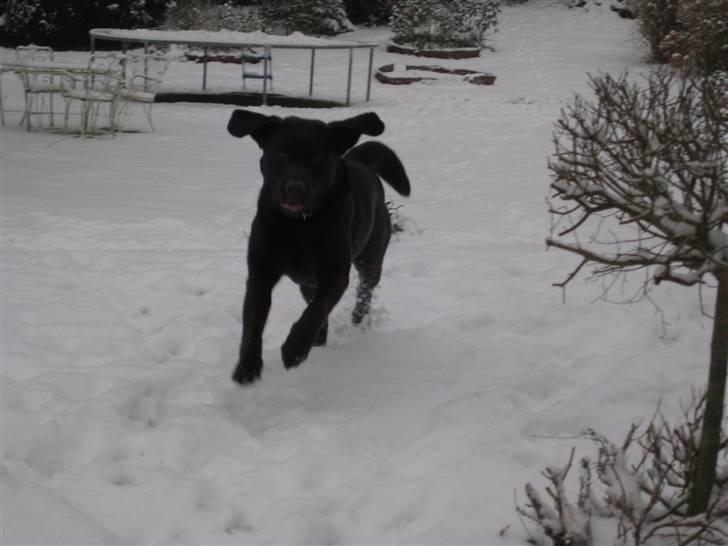 Labrador retriever Rudi (Viktorias)  billede 15