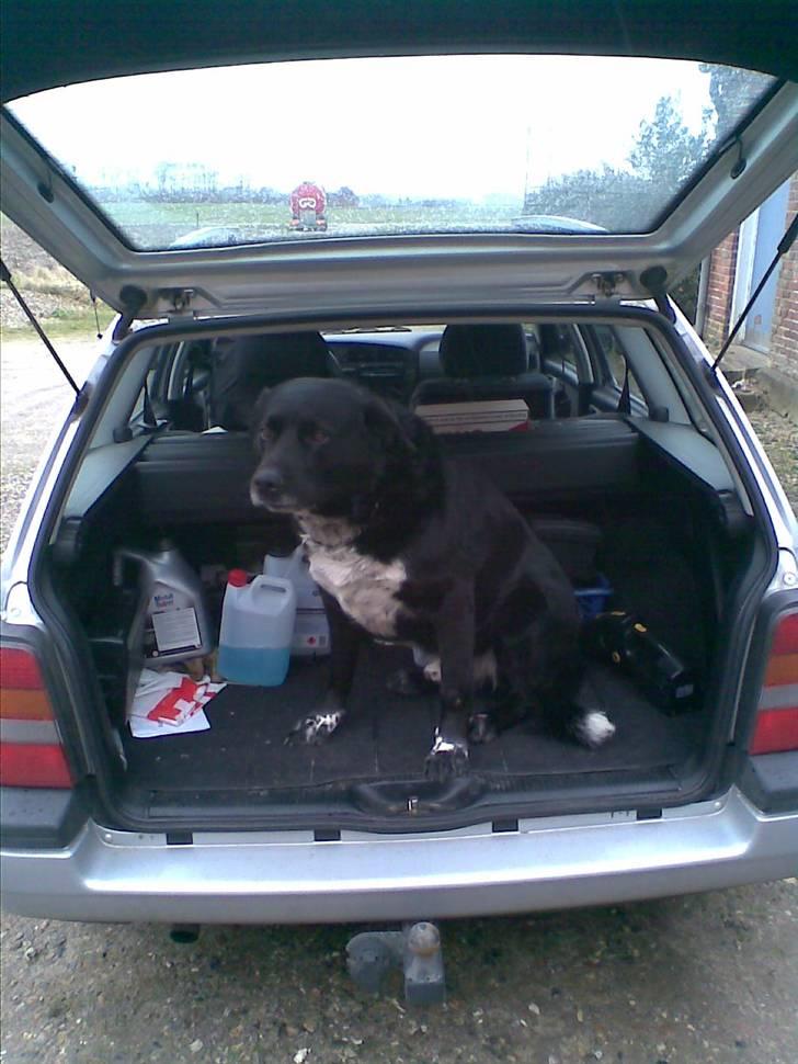 Blanding af racer Basse billede 6