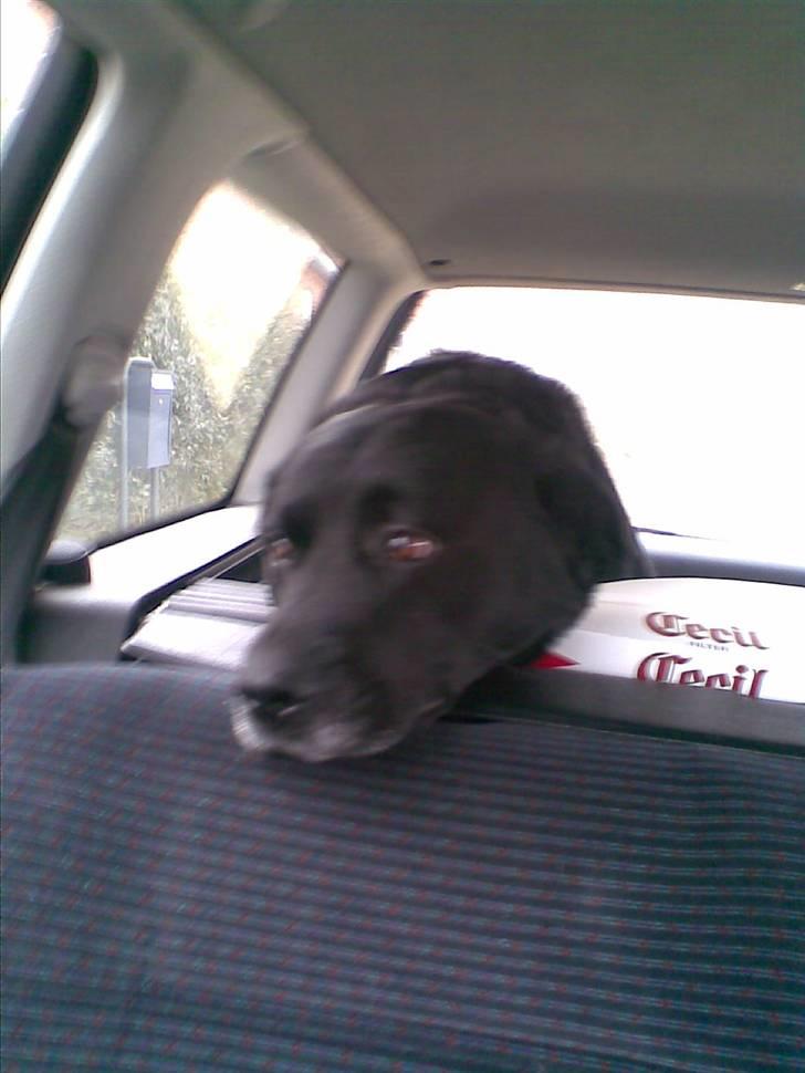 Blanding af racer Basse billede 7