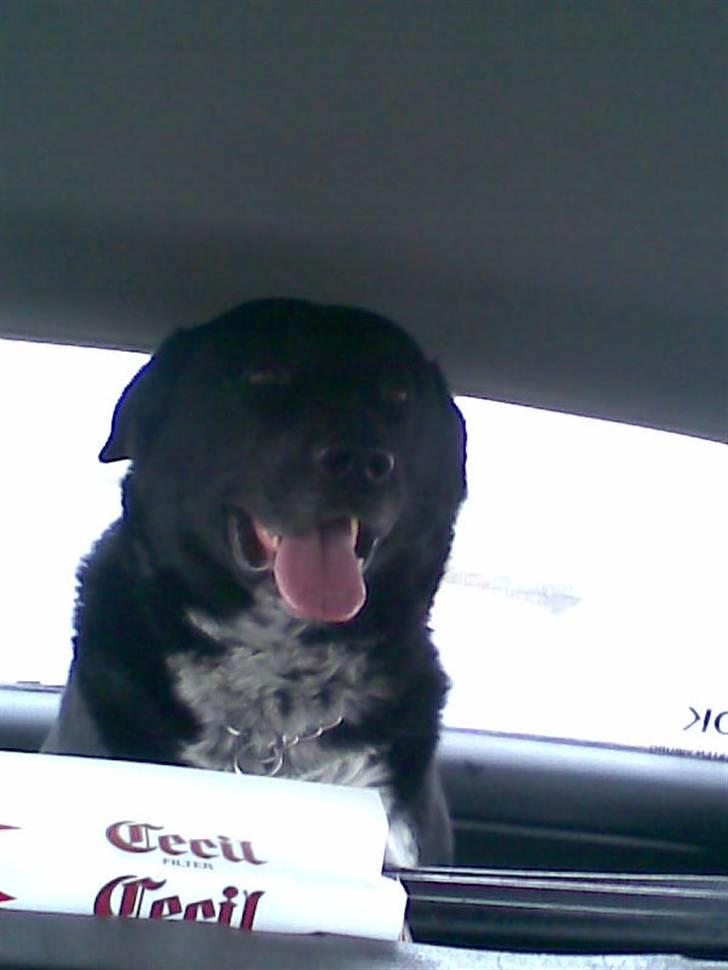 Blanding af racer Basse billede 8