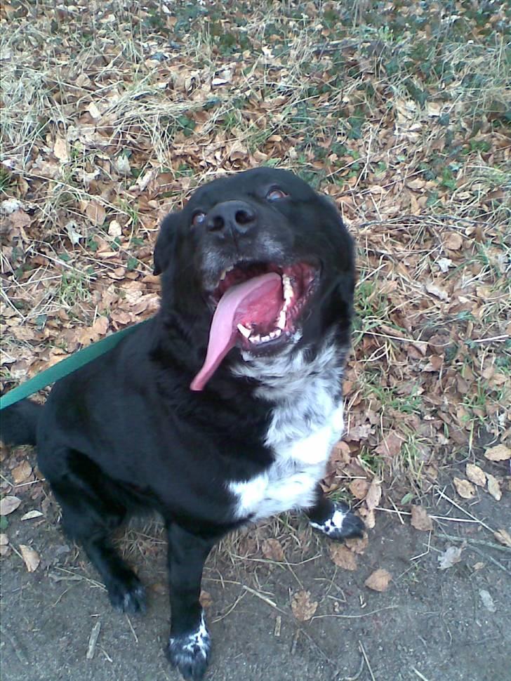 Blanding af racer Basse billede 9