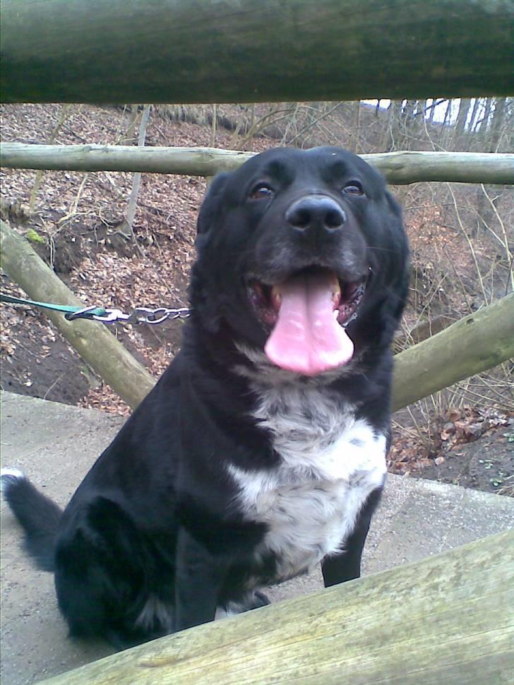 Blanding af racer Basse billede 11