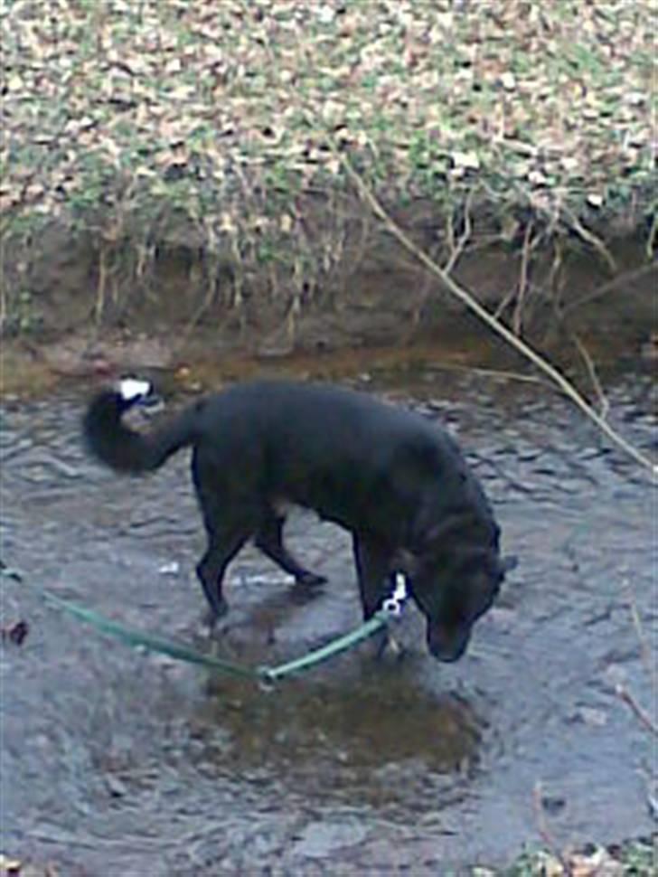 Blanding af racer Basse billede 12