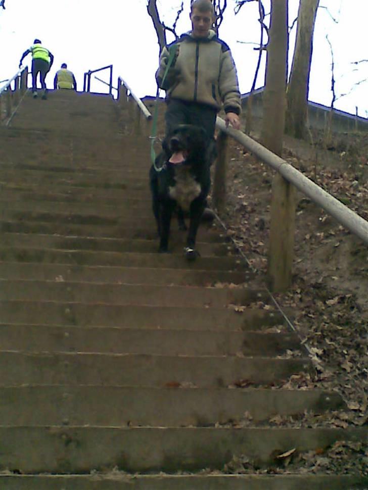 Blanding af racer Basse billede 13