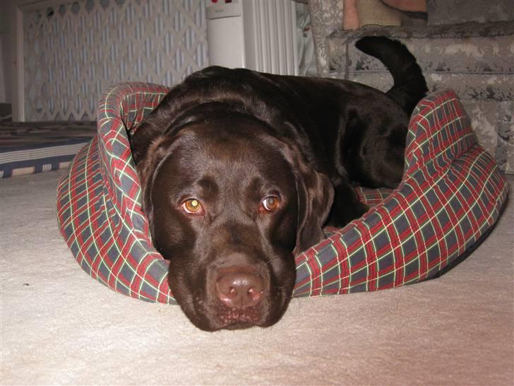 Labrador retriever Rudi (Viktorias)  billede 16