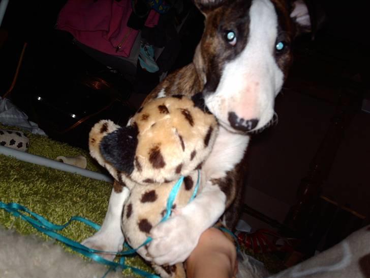 Bullterrier coco - coco 9 uger:) billede 13