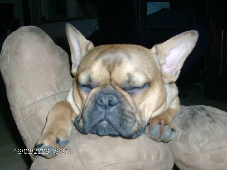 Fransk bulldog Skrubbe billede 13