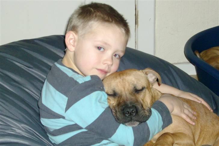 Staffordshire bull terrier Solo billede 20