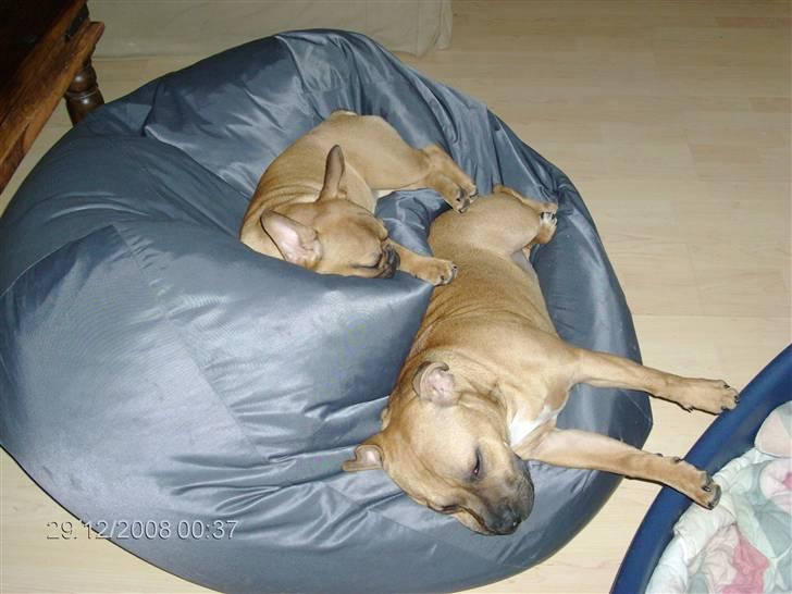 Fransk bulldog Skrubbe billede 14