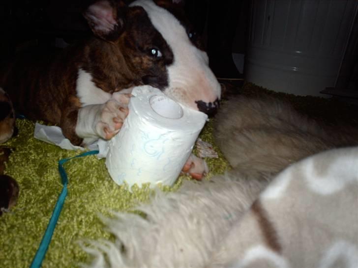 Bullterrier coco billede 14