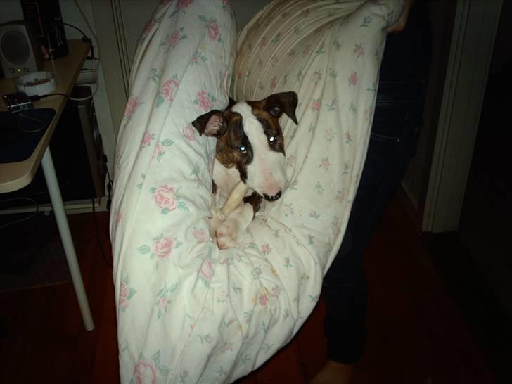 Bullterrier coco - coco 10 uger  billede 15