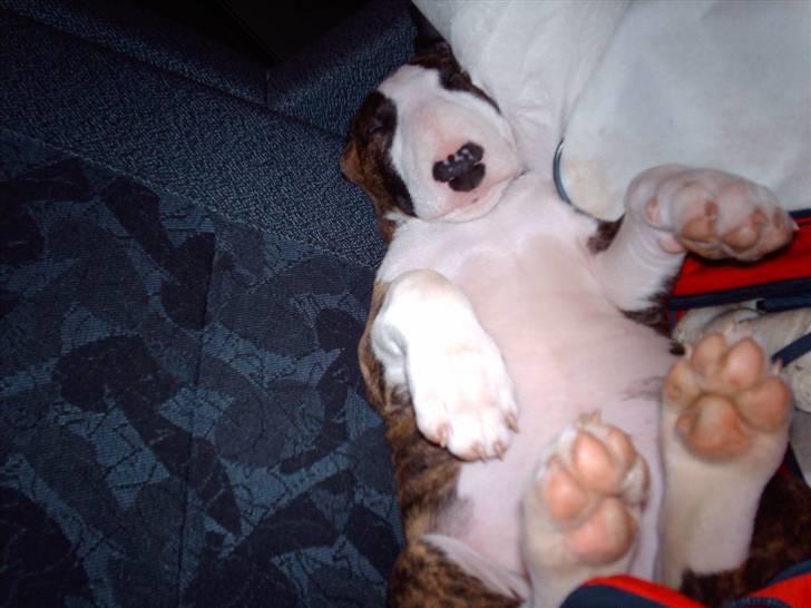 Bullterrier coco - coco 10 uger coco på togtur:) billede 16