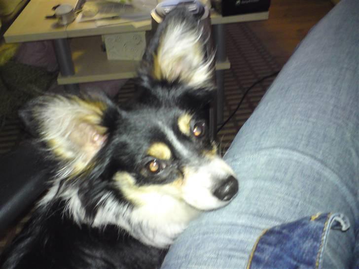 Blanding af racer Balder billede 1