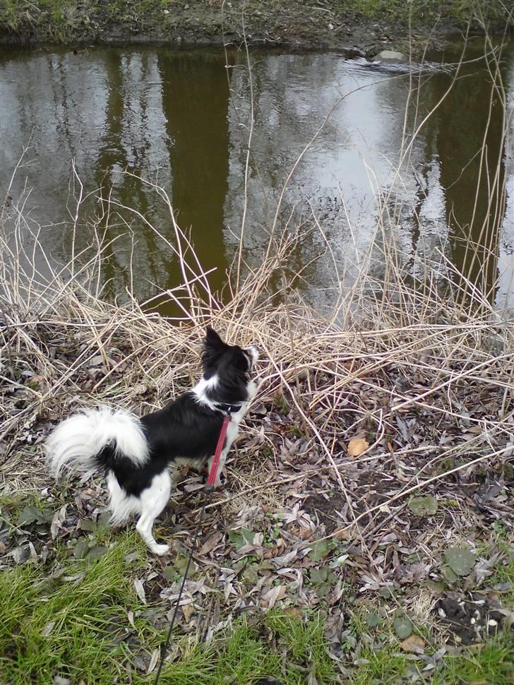 Blanding af racer Balder billede 2