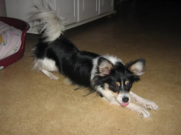 Blanding af racer Balder billede 3