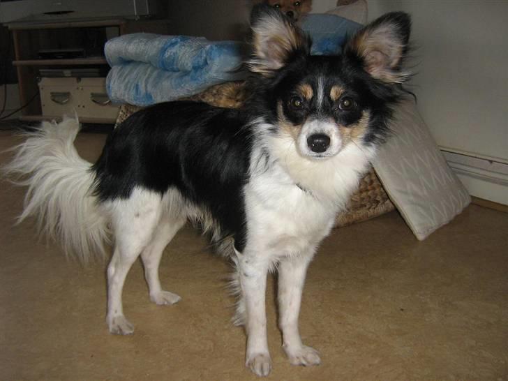 Blanding af racer Balder billede 4