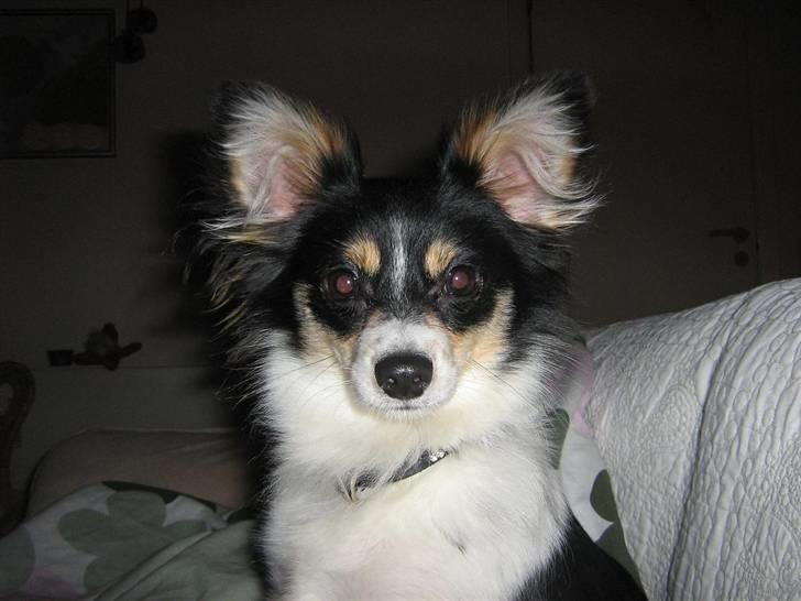 Blanding af racer Balder billede 5