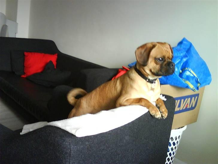 Blanding af racer Charlie billede 6