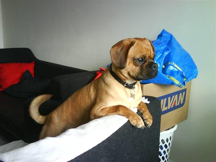 Blanding af racer Charlie billede 7