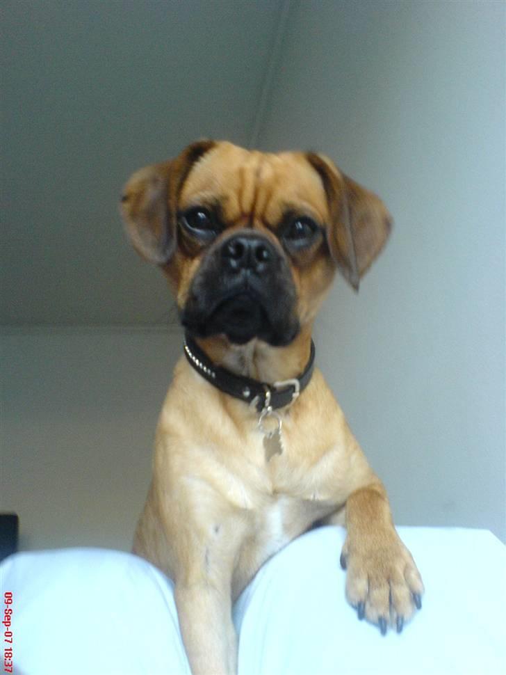 Blanding af racer Charlie billede 8