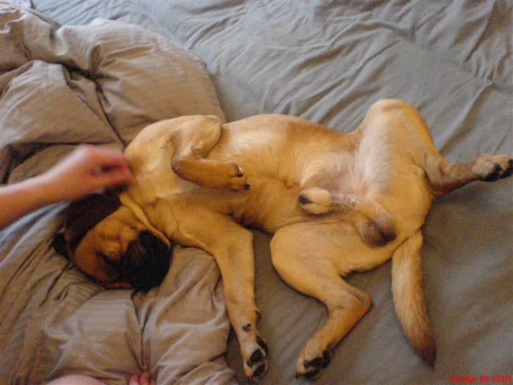 Blanding af racer Charlie billede 9