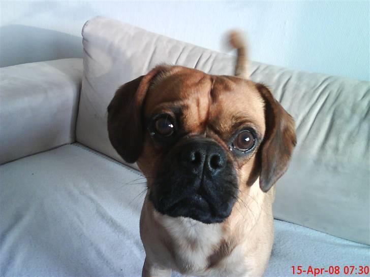 Blanding af racer Charlie billede 10