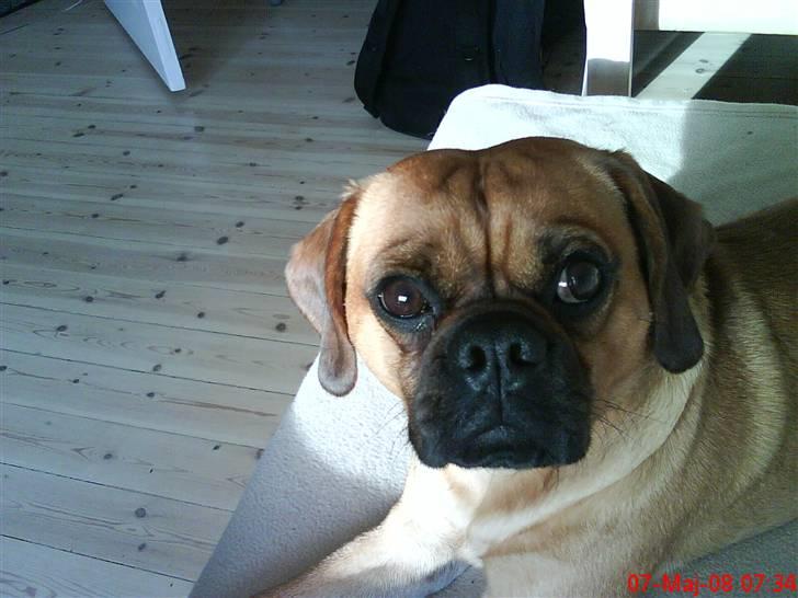 Blanding af racer Charlie billede 11