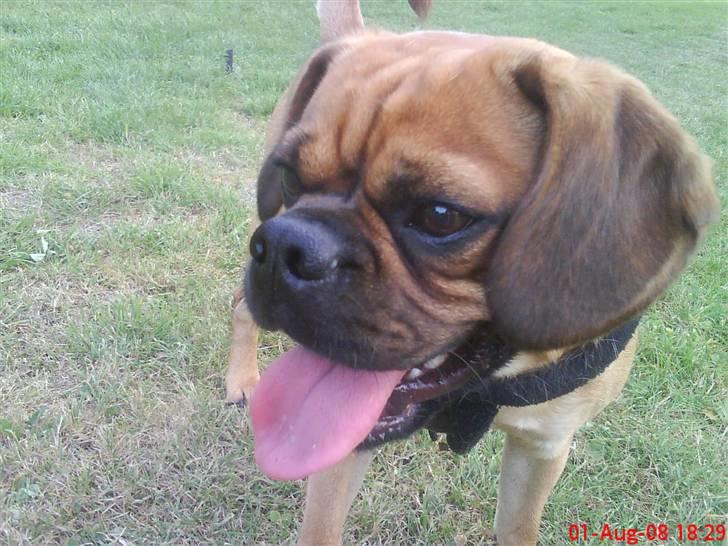 Blanding af racer Charlie billede 12