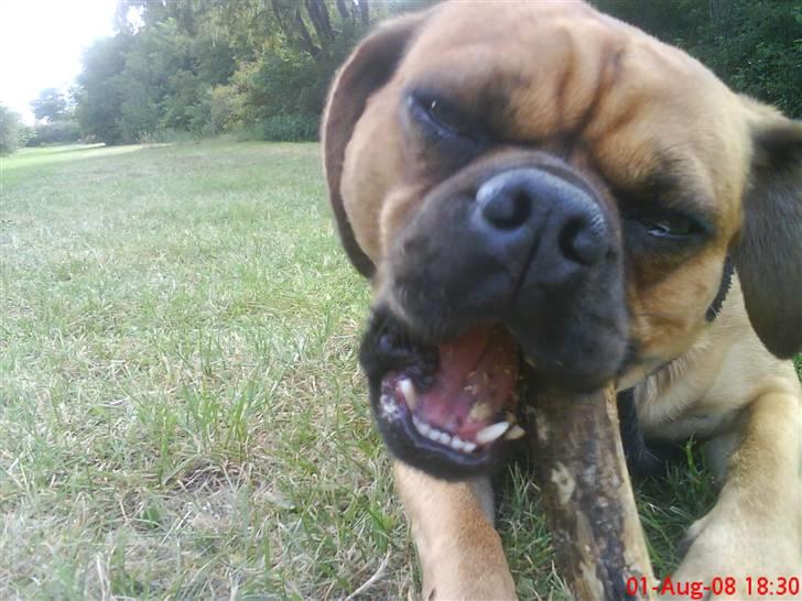 Blanding af racer Charlie billede 13