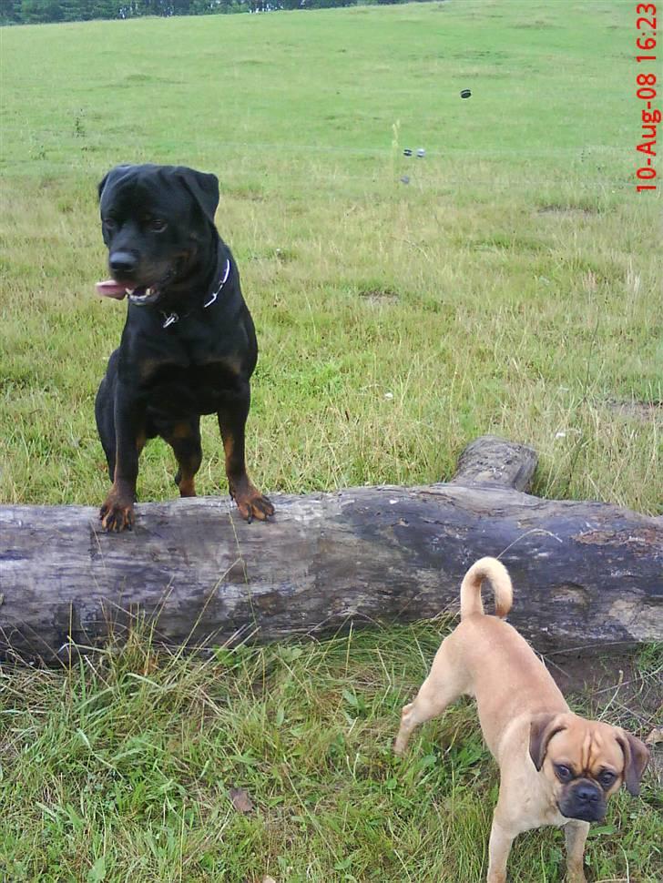 Blanding af racer Charlie billede 14