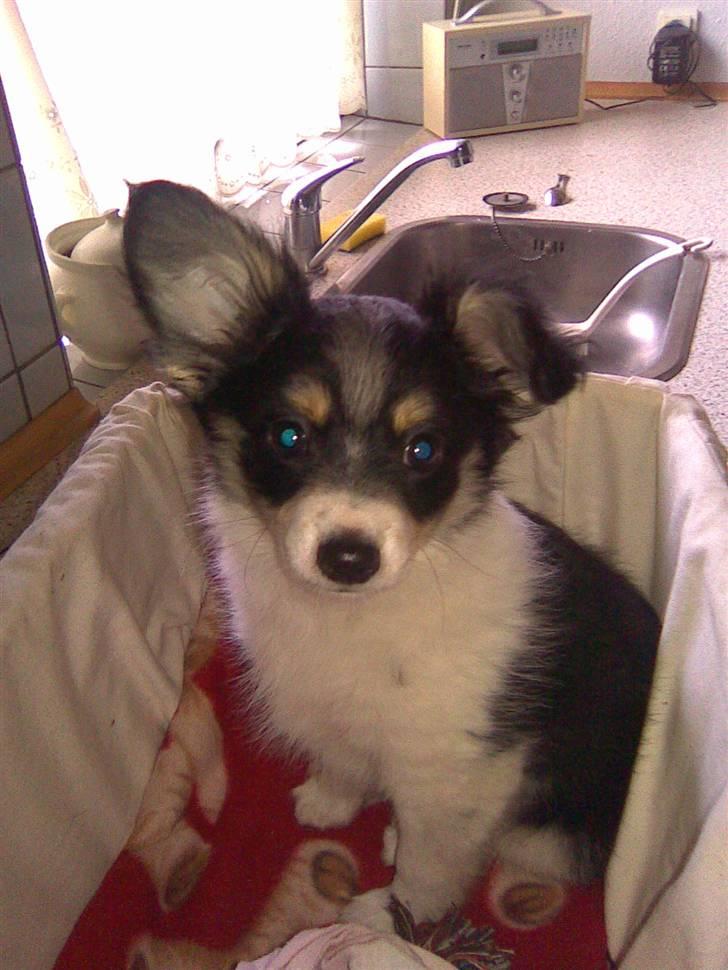 Blanding af racer Balder billede 6