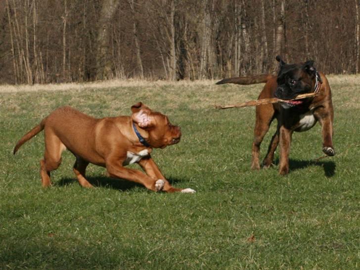 Boxer Rieckhol's Desto R.I.P.  billede 20