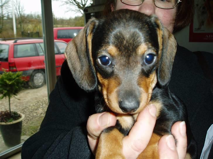 Gravhund Pernille - her er jeg 6½ uge billede 1