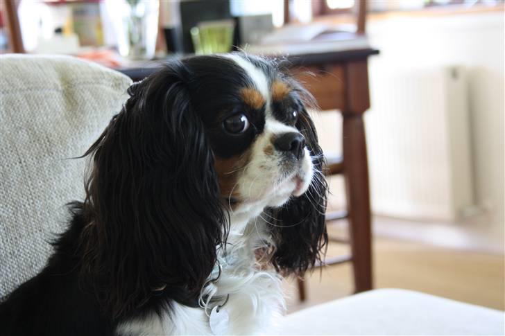 Cavalier king charles spaniel Malekit´s Molly - Velkommen til min profil <3! vil du være sød og ligge en kommentar og en bedømelse<3!  billede 1