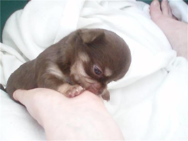 Chihuahua Ballerina billede 2