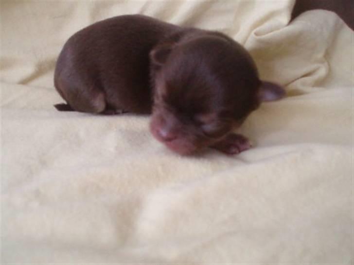 Chihuahua Ballerina billede 3