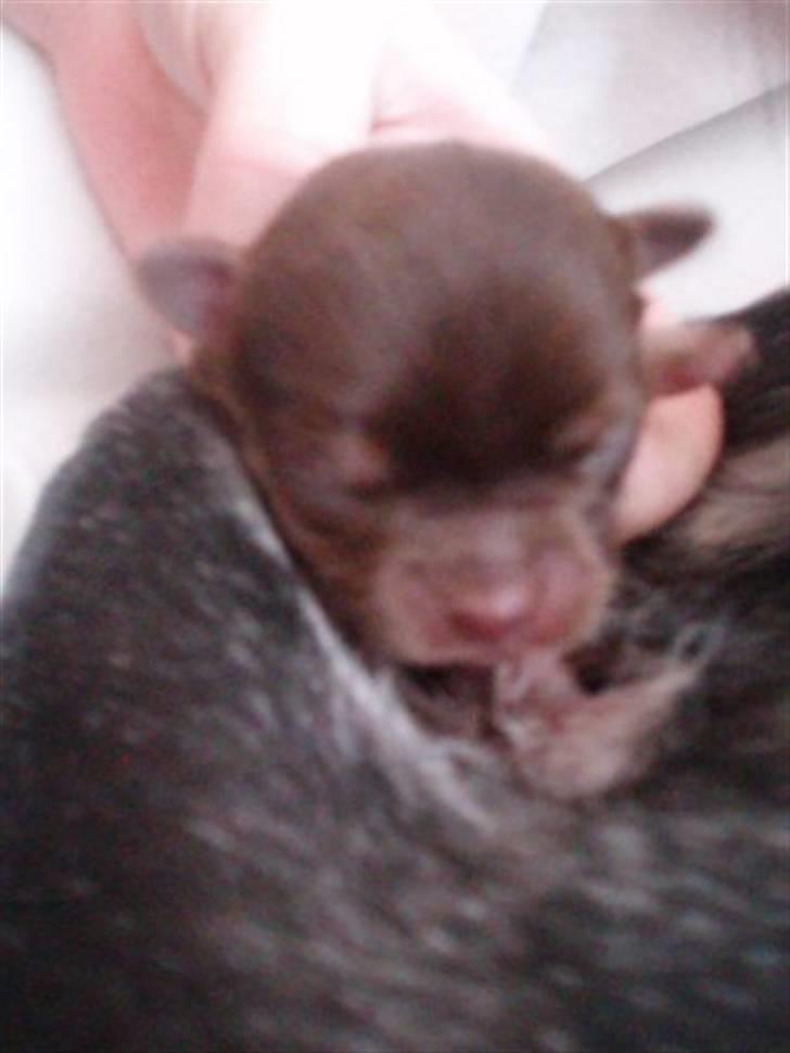 Chihuahua Ballerina billede 4