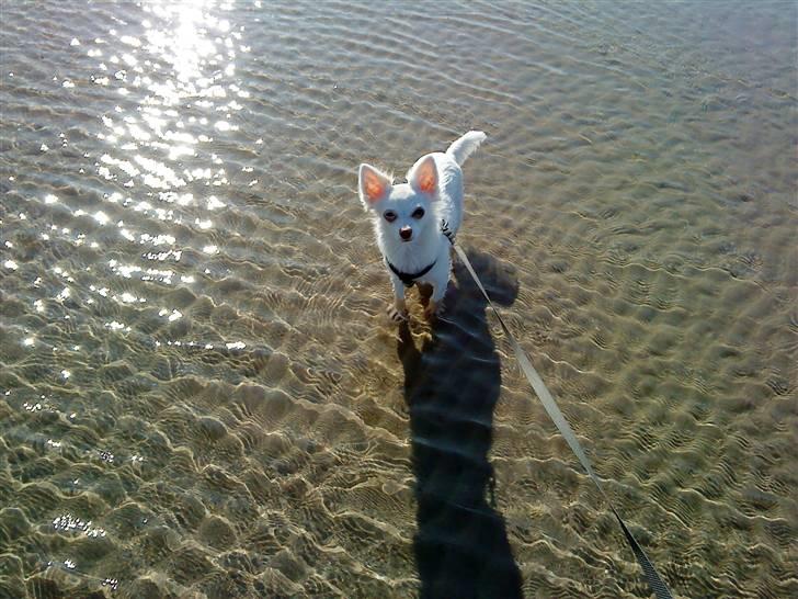 Chihuahua Rico Luigi Don Luciano billede 12