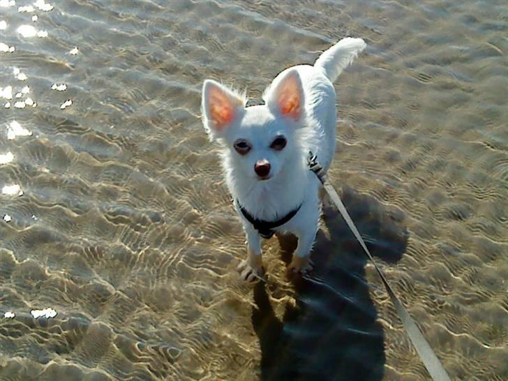Chihuahua Rico Luigi Don Luciano billede 13